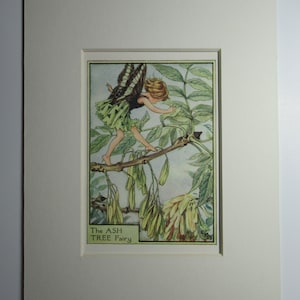 Flower Fairies/Fairy: The ASH TREE FAIRY, Tree Fairy, Vintage Print, 1930&#39;s/40&#39;s, by Cicely Mary Barker, Mounted