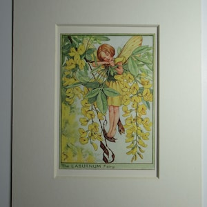 Flower Fairies/Fairy: The LABURNUM FAIRY, Tree Fairy, Vintage Print, 1930&#39;s/40&#39;s, by Cicely Mary Barker, Mounted