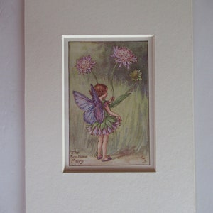 Flower Fairies/Fairy: The SCABIOUS FAIRY, Summer Fairy, Vintage Print, 1930&#39;s/40&#39;s, di Cicely Mary Barker, Mounted
