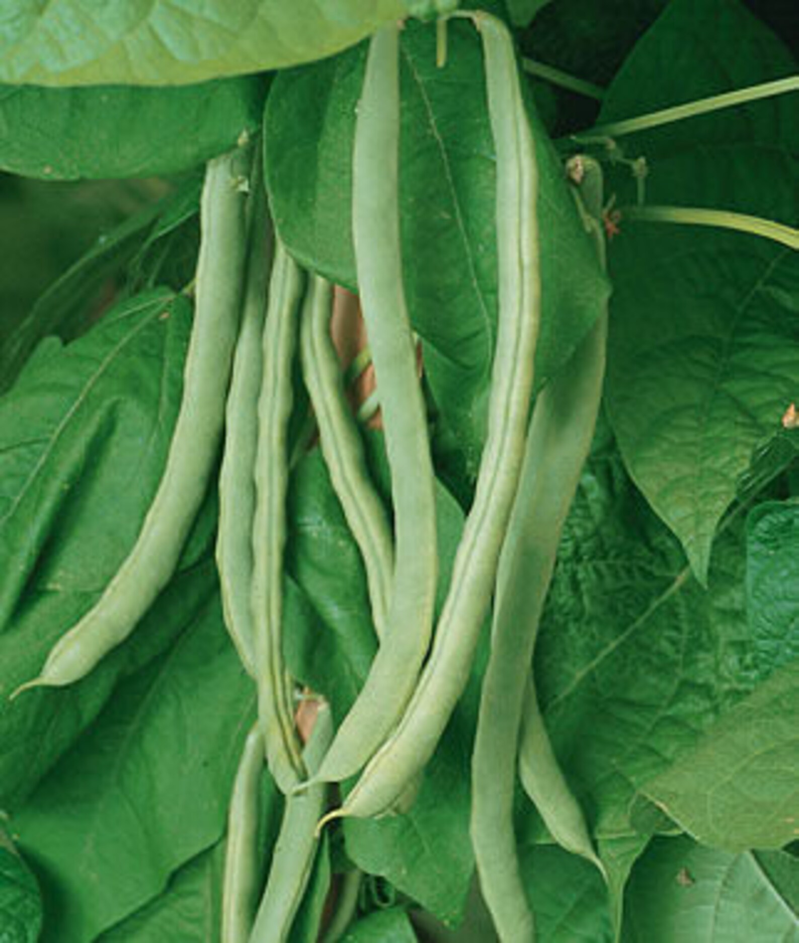 Kentucky Wonder Pole Bean Seeds HEIRLOOM Etsy