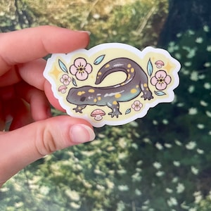 Salamander Sticker | Cute Salamander Sticker | Salamander | Spotted Salamander | Salamander Art | Water bottle Sticker | Laptop Sticker