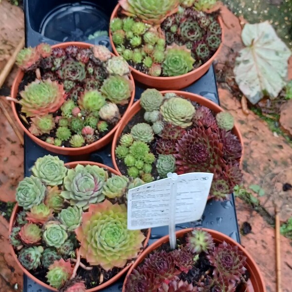 Winter Hardy valentines gift trio alpine red sempervivum succulent potted plants