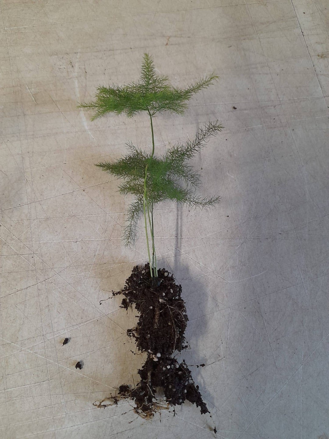 Sprengers Asparagus Fern Indoor Houseplant 6cm Pot Plug Plant Etsy UK