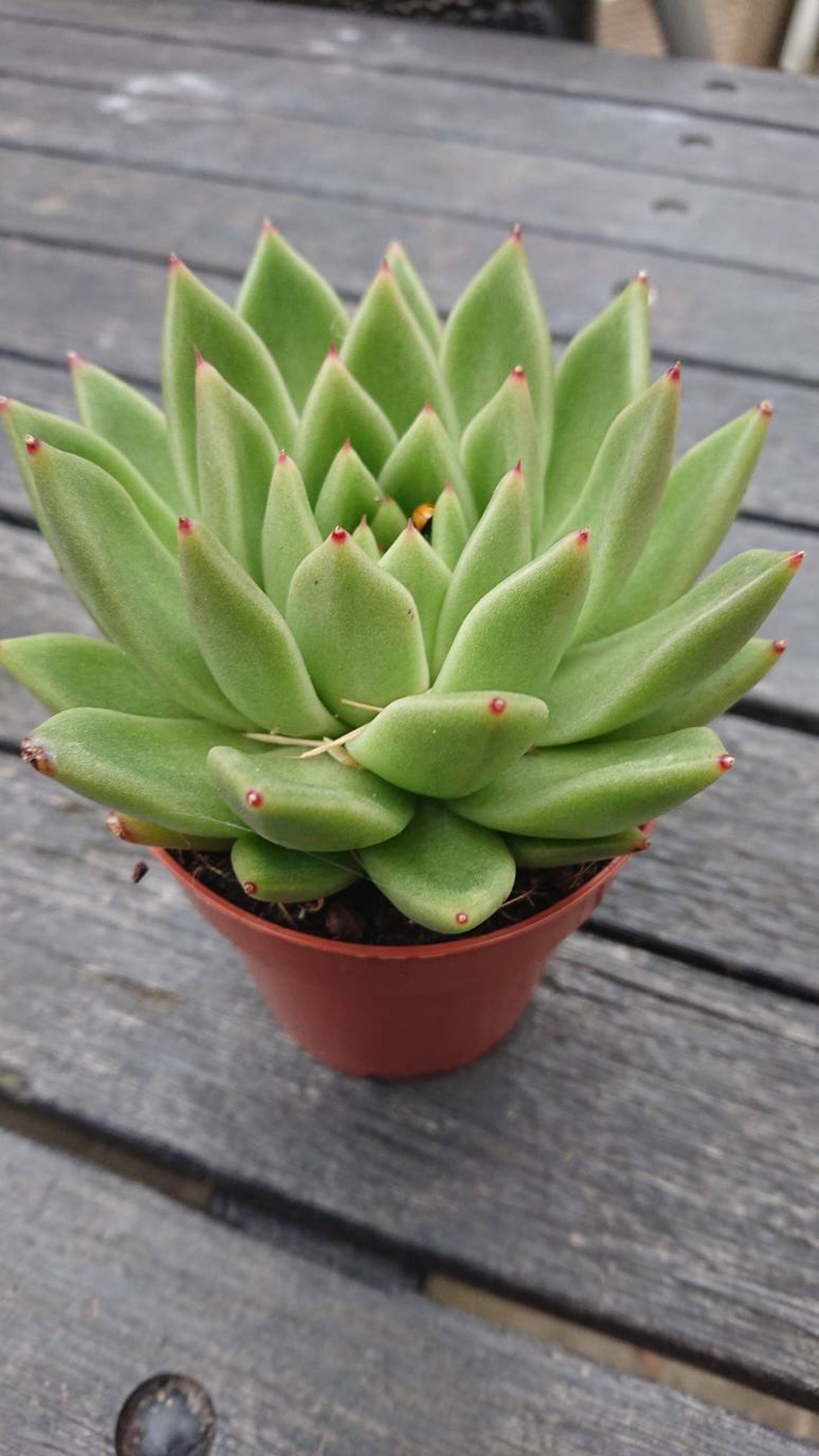 Echeveria agavoides Large Molded wax agave succulent plant Etsy