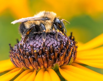 Hommel verzamelt nectar van een gele Ruwe Beckie-bloem, foto nazomer, digitaal bestand