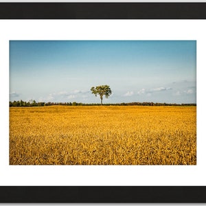 Landscape Photography Print, Summer field, Golden Wheat, High Quality Print Wall art decor for your home or office. Signed and numbered