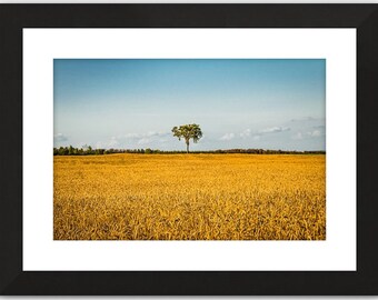 Landschapsfotografieprint, zomerveld, gouden tarwe, hoogwaardige print Kunstdecoratie aan de muur voor thuis of op kantoor. Gesigneerd en genummerd