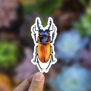 Etiqueta engomada del vinilo del escarabajo ciervo, calcomanía del insecto de la acuarela, pegatina impermeable del insecto, decoración de la etiqueta engomada del vaso del hidroflask de la botella de agua del ordenador portátil del insecto naranja