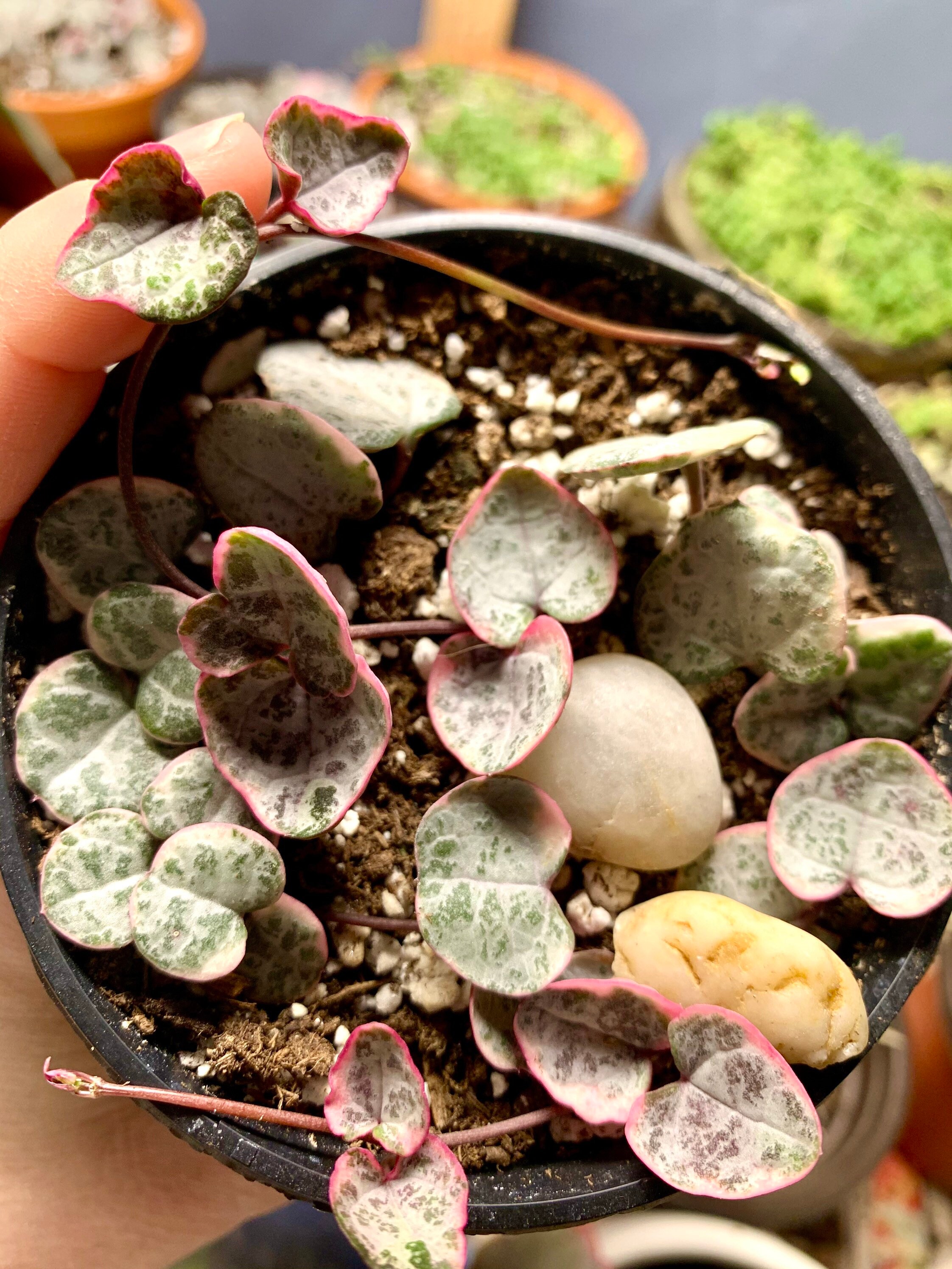 Variegated String of Hearts RARE Etsy