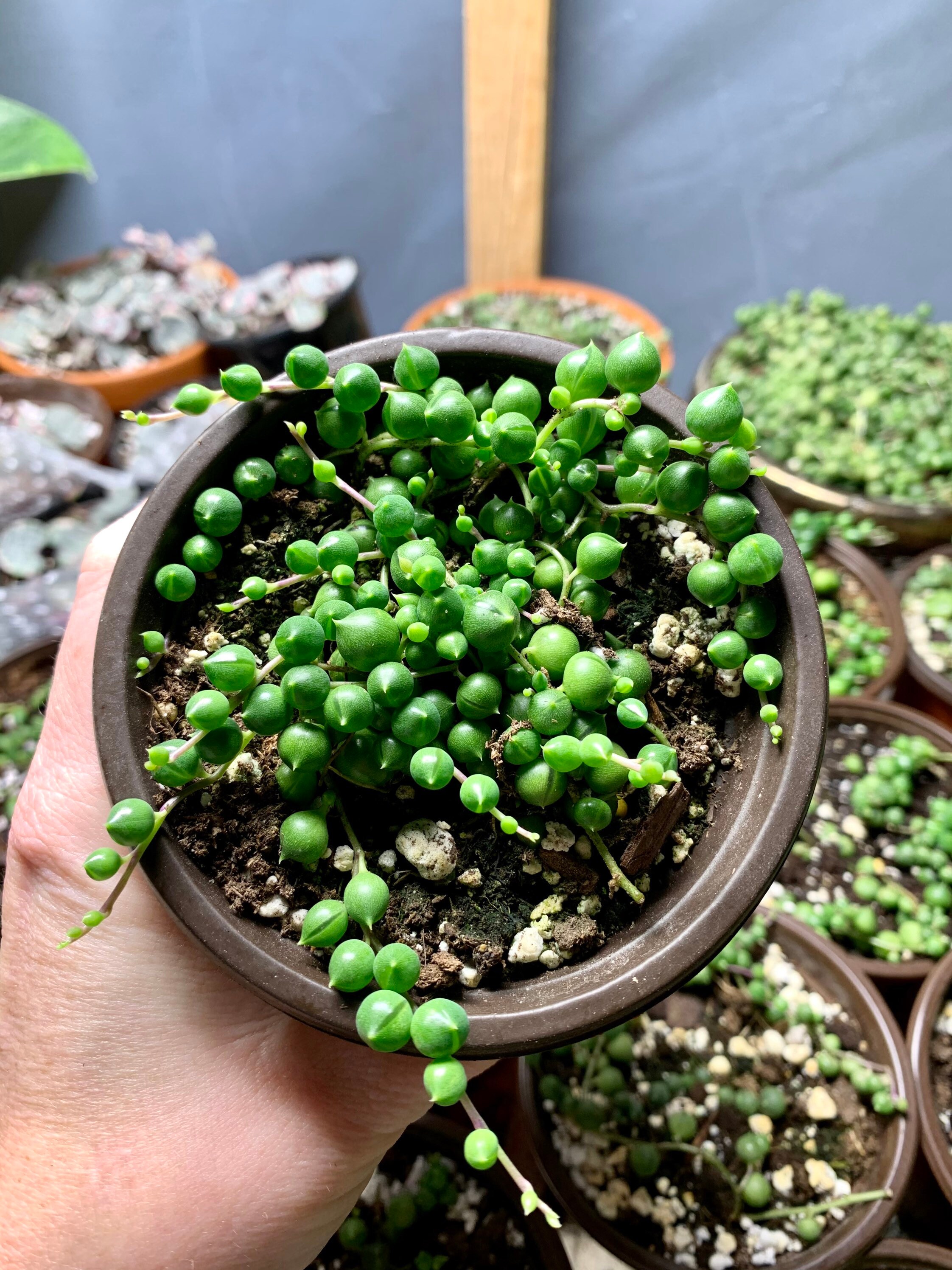 String of Pearls Etsy