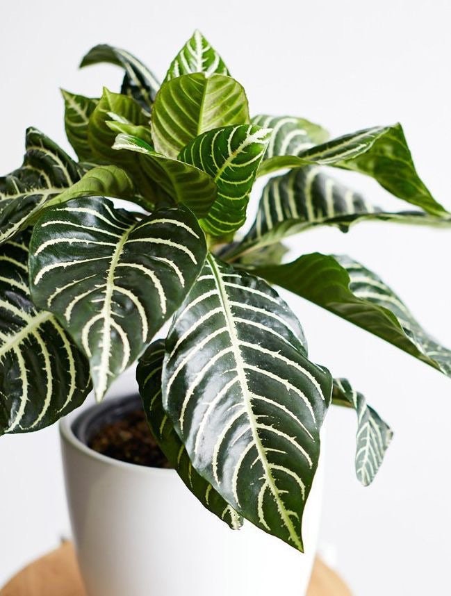 Zebra Plant | Etsy