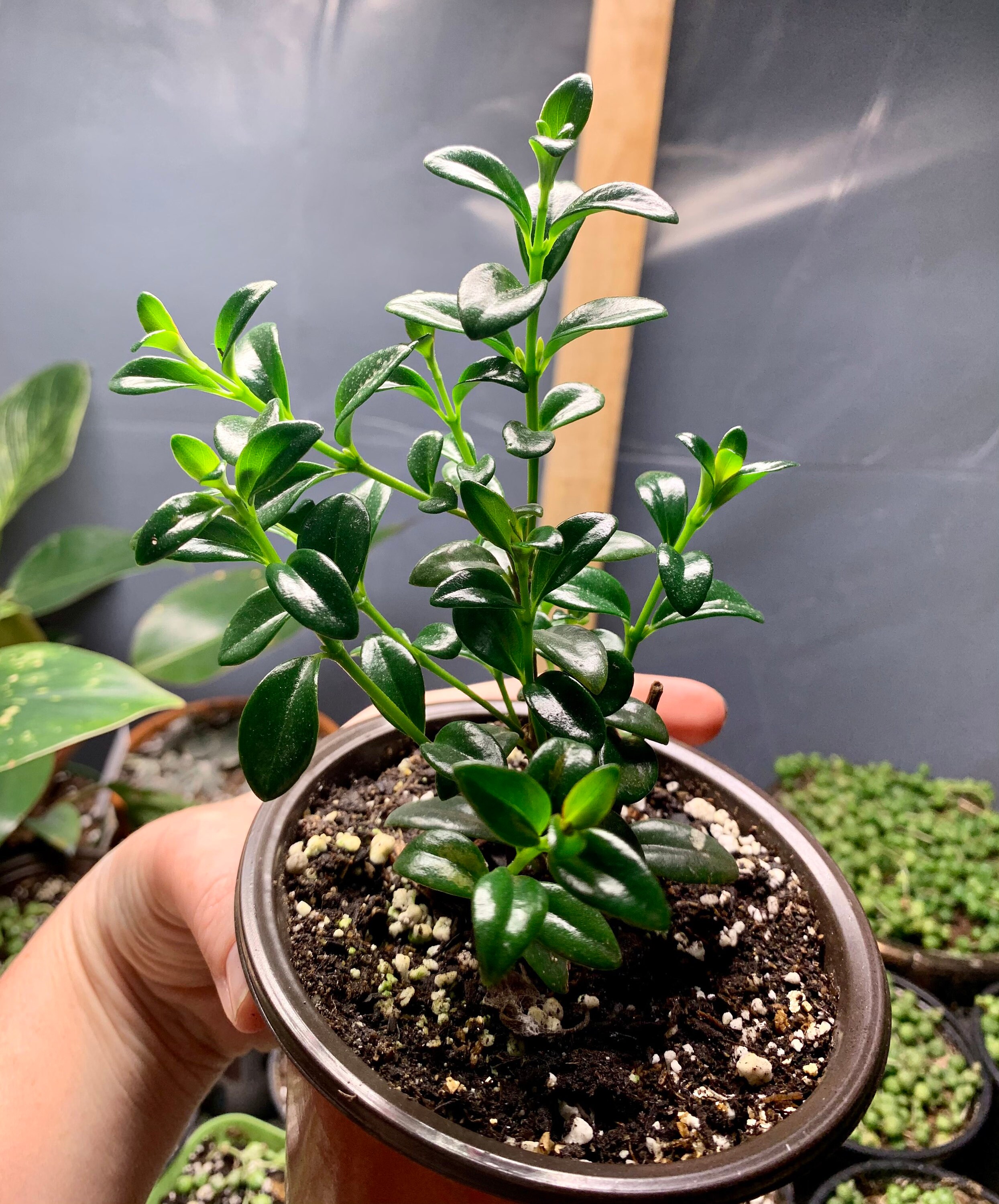Goldfish plant Etsy