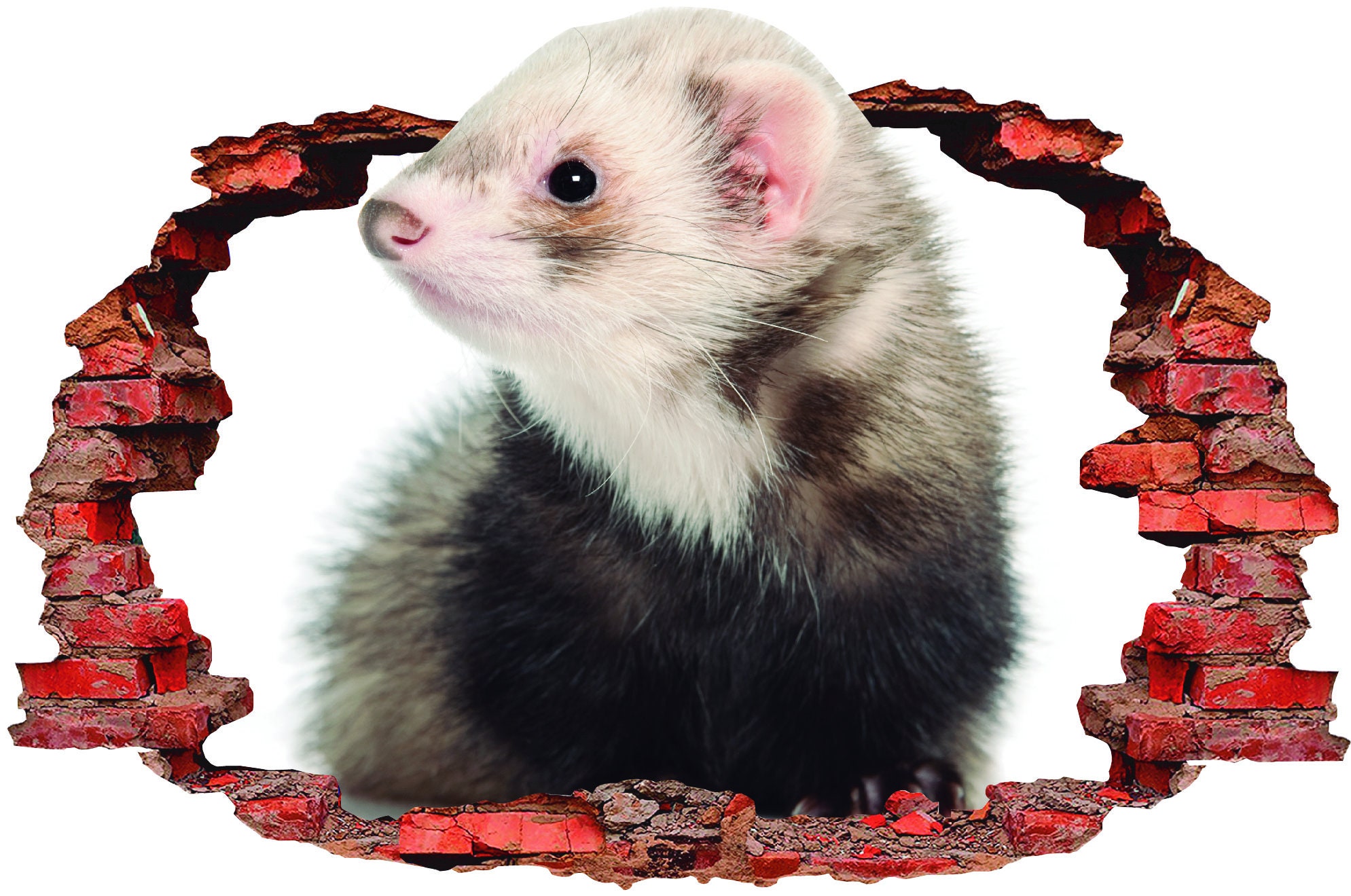 Ferret Decals for Walls Ferret Wall Art Decor Ferret Etsy UK