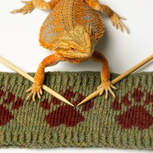 Może przedstawiać: Zielona dzianinowa opaska na głowę z brązowymi odciskami łap, trzymana przez brodatą agamę z pomarańczowymi łuskami i jasnoszarą brodą. Dwie drewniane druty do robótek na drutach są skrzyżowane na opasce.