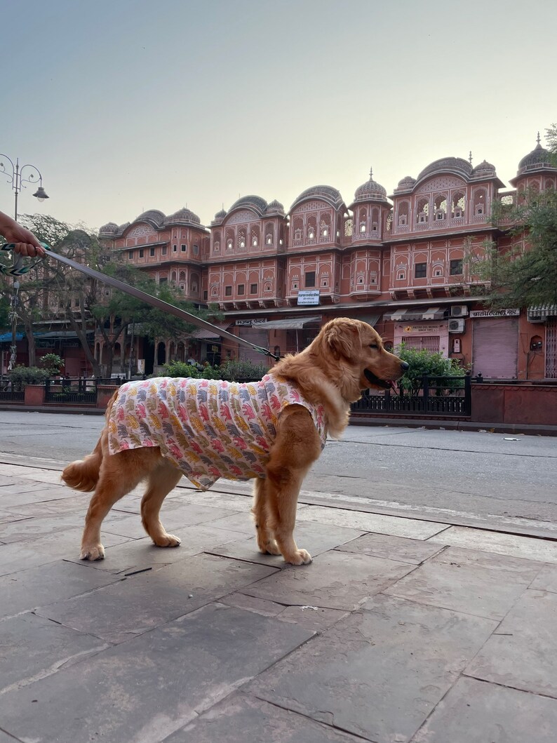 Yellow Mirror Work Dog Kurta with Green Dupatta - Indian Dog Ethnic Wear main image 0