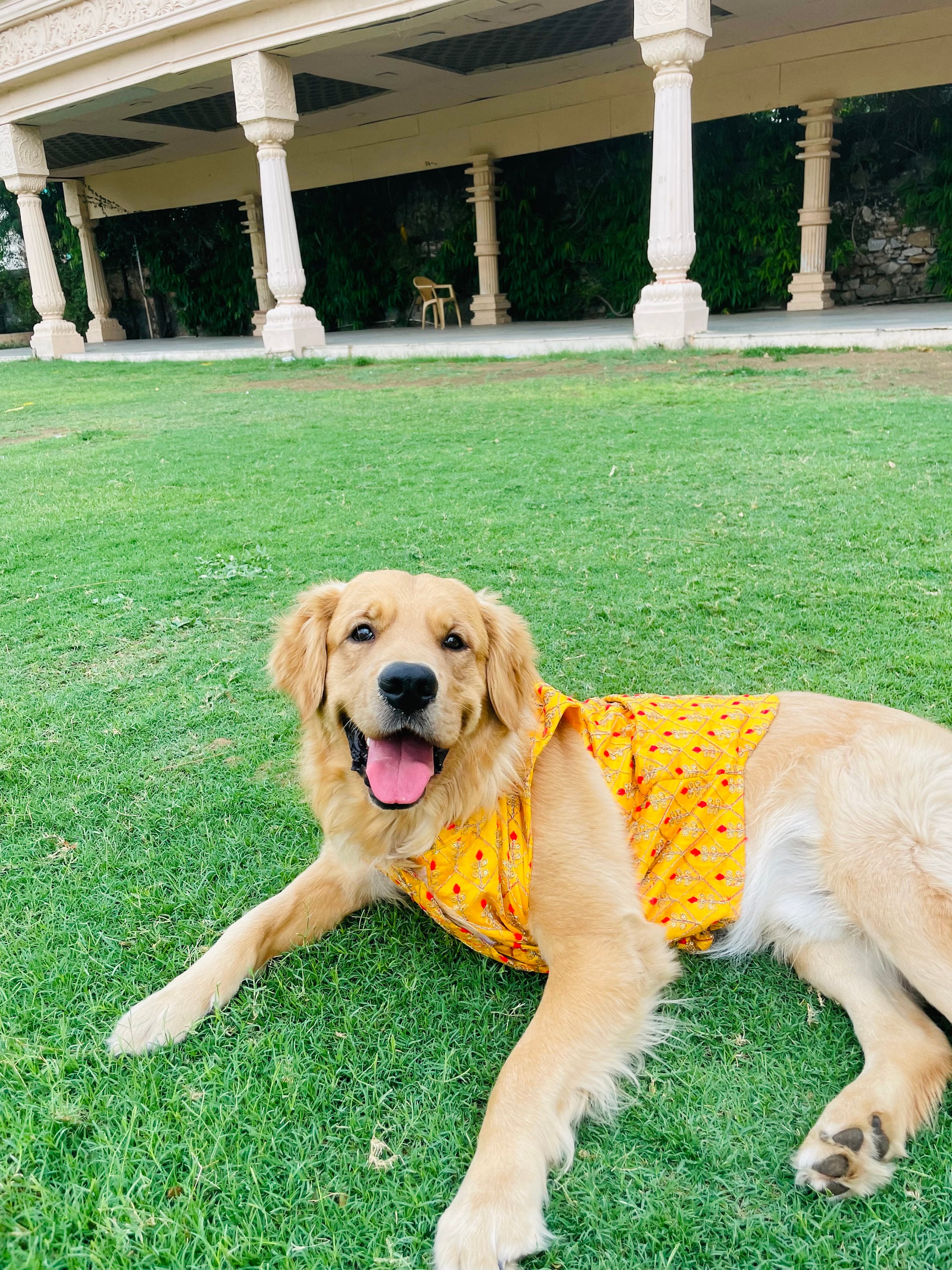 Dog Sherwani: Indian Wedding Outfit, Luxury Pet Clothing - Etsy