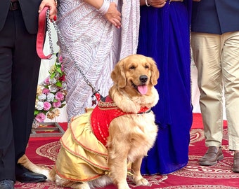 Dog Lehenga, Indian Dog wedding, Dog Indian wear, Dog outfit, Dog Indian outfit