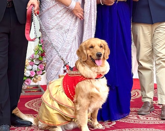 Dog Lehenga, Indian Dog wedding, Dog Indian wear, Dog outfit, Dog Indian outfit