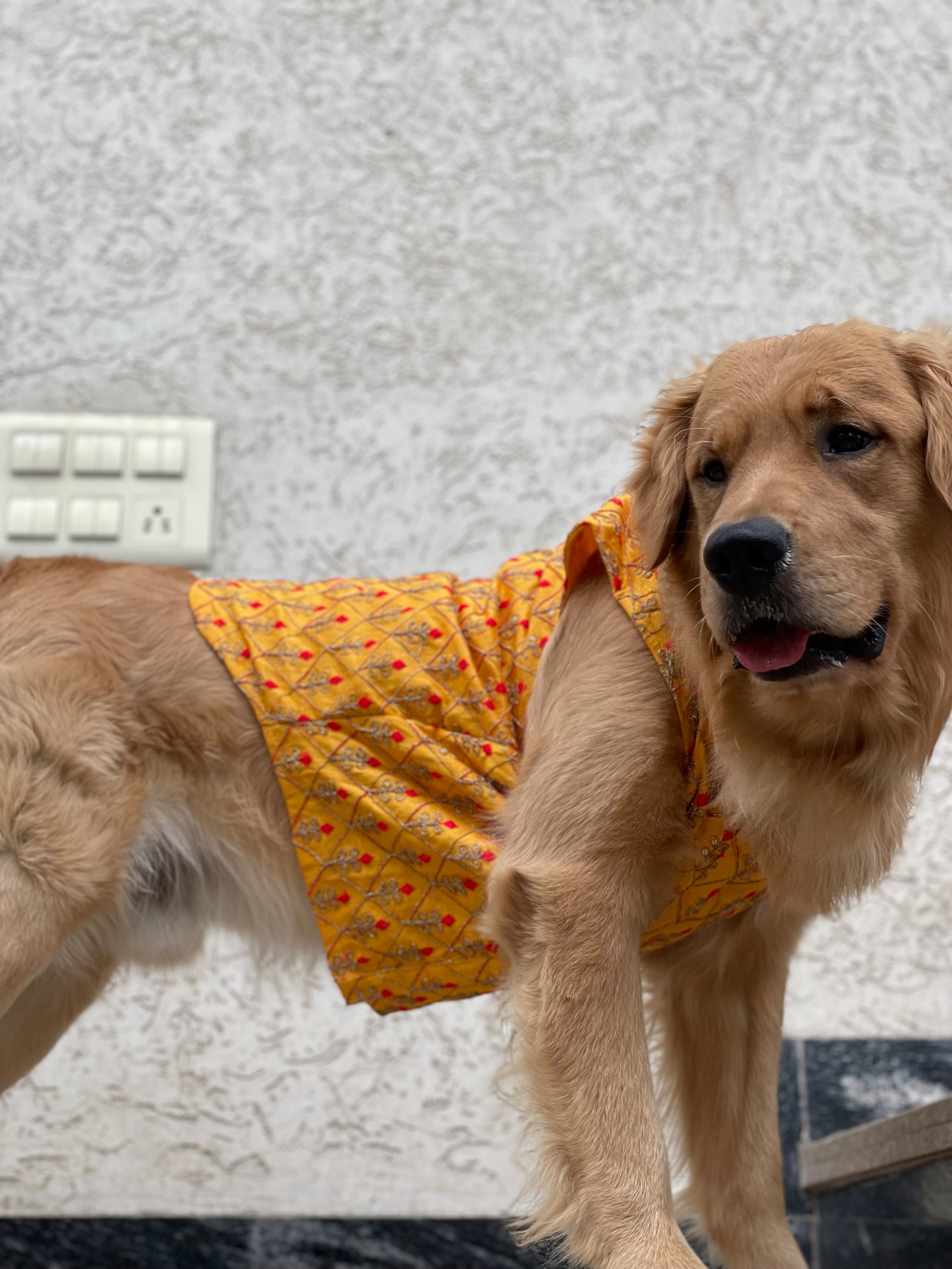 Dog Sherwani: Indian Wedding Outfit, Luxury Pet Clothing - Etsy
