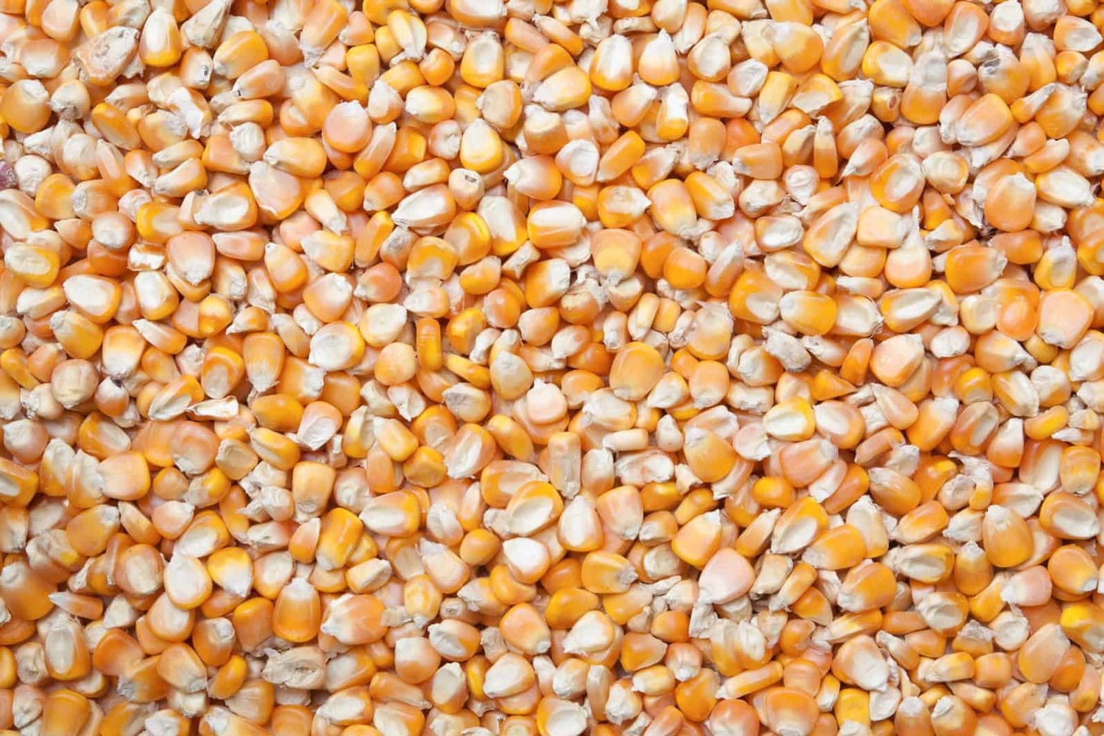 Heirloom Yellow field corn seed Etsy