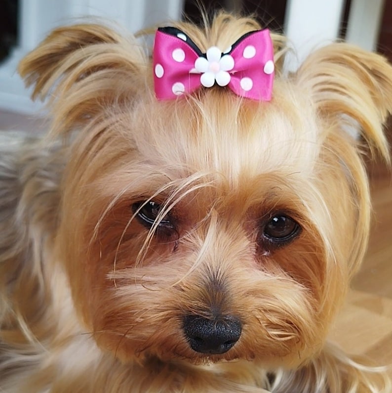 Arc de cheveux pour chiens, yorkie, shih tzu, caniche, arc de chien, arc de cheveux de chien, arc pour animaux de compagnie, arcs de chien. image 5