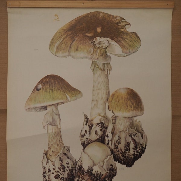 Vintage Botanical Poster Death Cap - Amanita Phalloides
