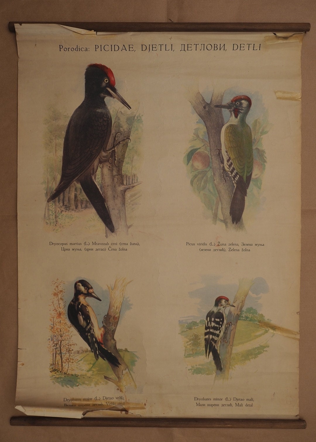 Vintage Zoological Poster Woodpecker Dendrocopos Etsy