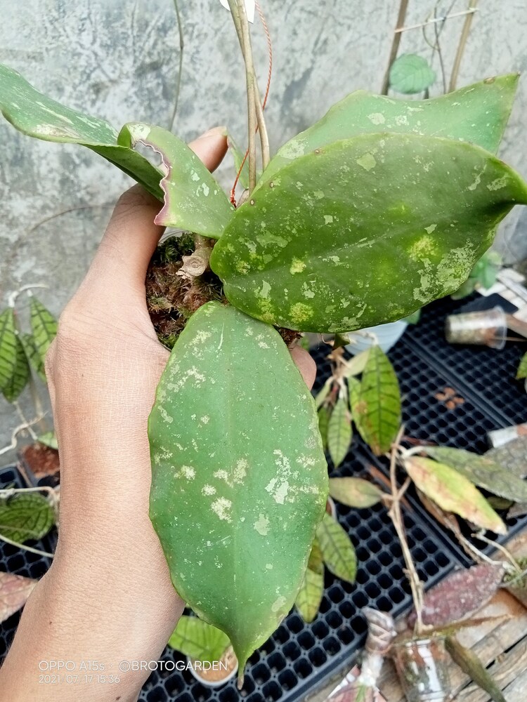 Officially Plants Hoya Mitrata Free