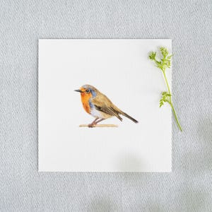 Precioso petirrojo - miniatura de acuarela - impresión artística 10 x 10 cm del original - pájaro - pintura decoración de pared
