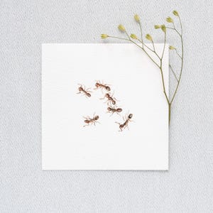 Ameisen  -  Kunstdruck 10x10cm vom Original Miniatur Aquarell - Insekten Malerei - Bild - Wanddeko