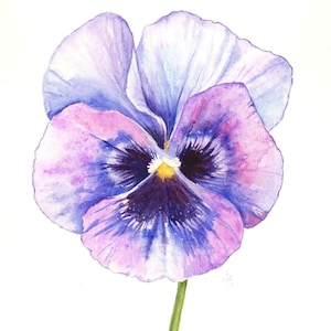 ORIGINAL handgemaltes Aquarell - Stiefmütterchen Blüte - Blumenmalerei botanische Illustration - Unikat