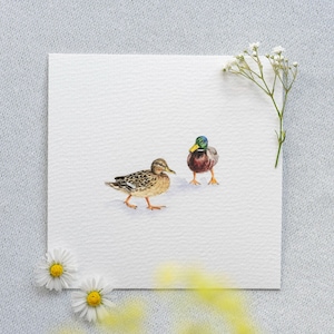 Vertrautes Entenpärchen - Miniatur Aquarell - Kunstdruck 10x10cm vom Original  - Stockenten - Wanddeko