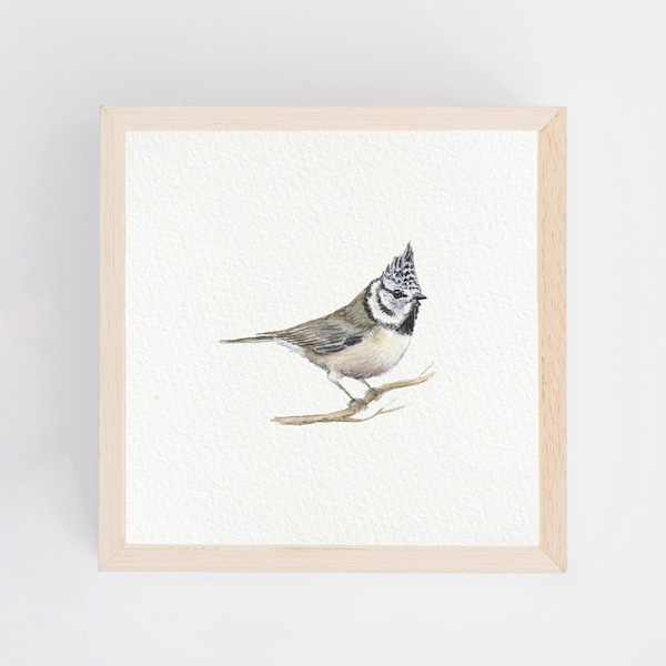 Stolze Haubenmeise - Miniatur Kunstdruck vom original Aquarell Malerei Vogelmalerei Mini-Aquarell kleines Gemälde Bild  Wanddeko Geschenk