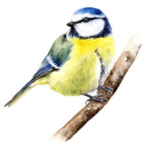 ORIGINAL handgemaltes Aquarell - Blaumeise im Frühling - Original oder Kunstdruck - Singvogel Kunst Gemälde -  Vogelmalerei - Illustration