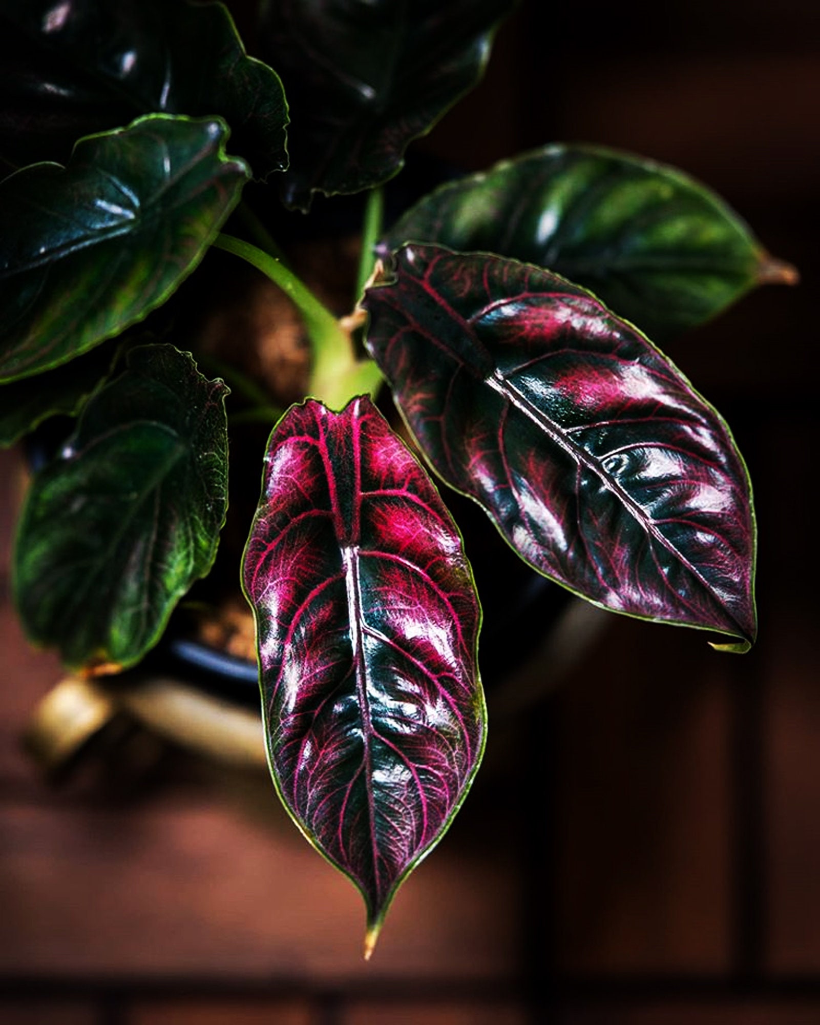 Rare Alocasia Azlanii tropical Exotic plants wholesale / Etsy