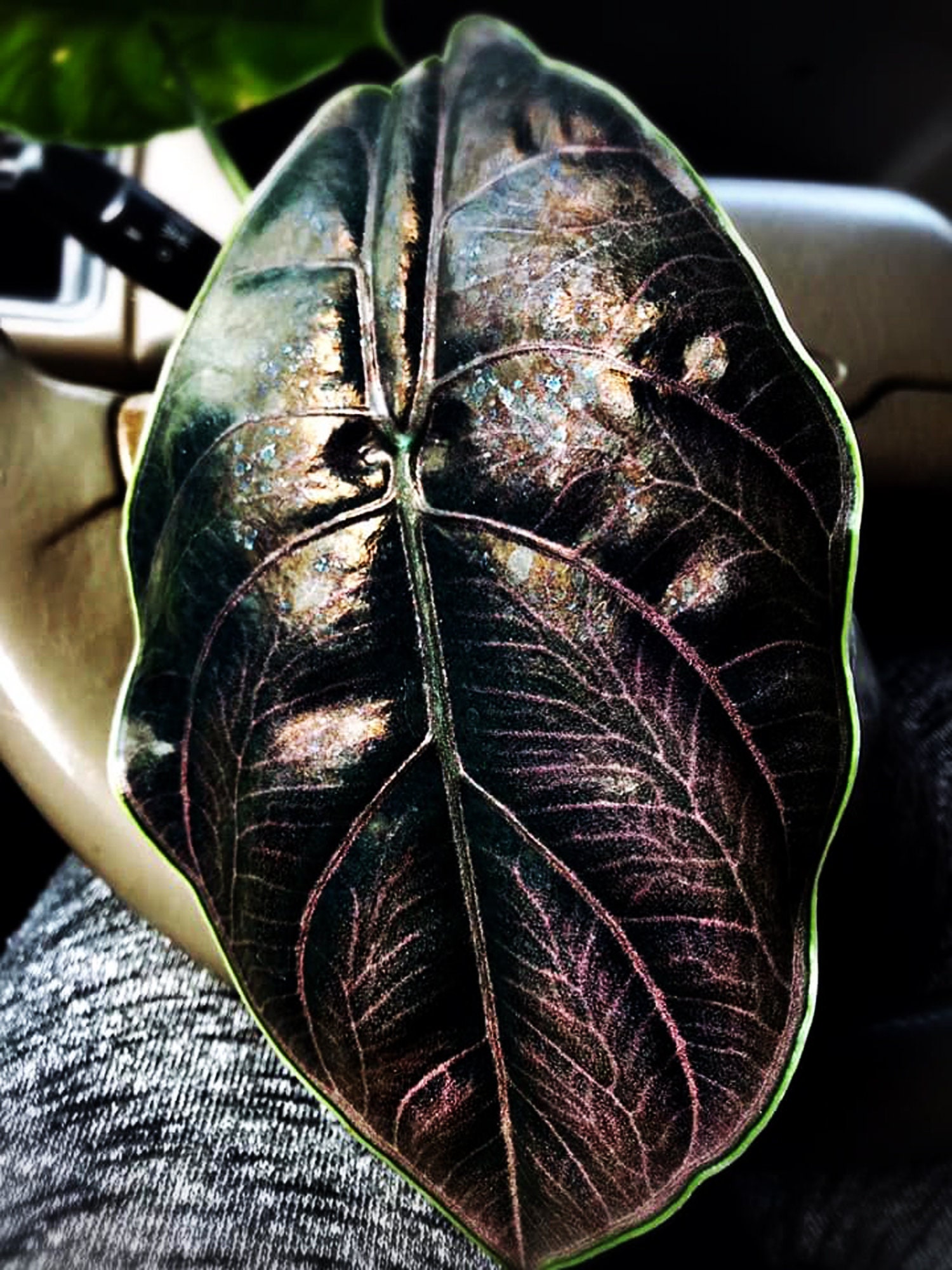 Rare Alocasia Azlanii tropical Exotic plants wholesale / Etsy