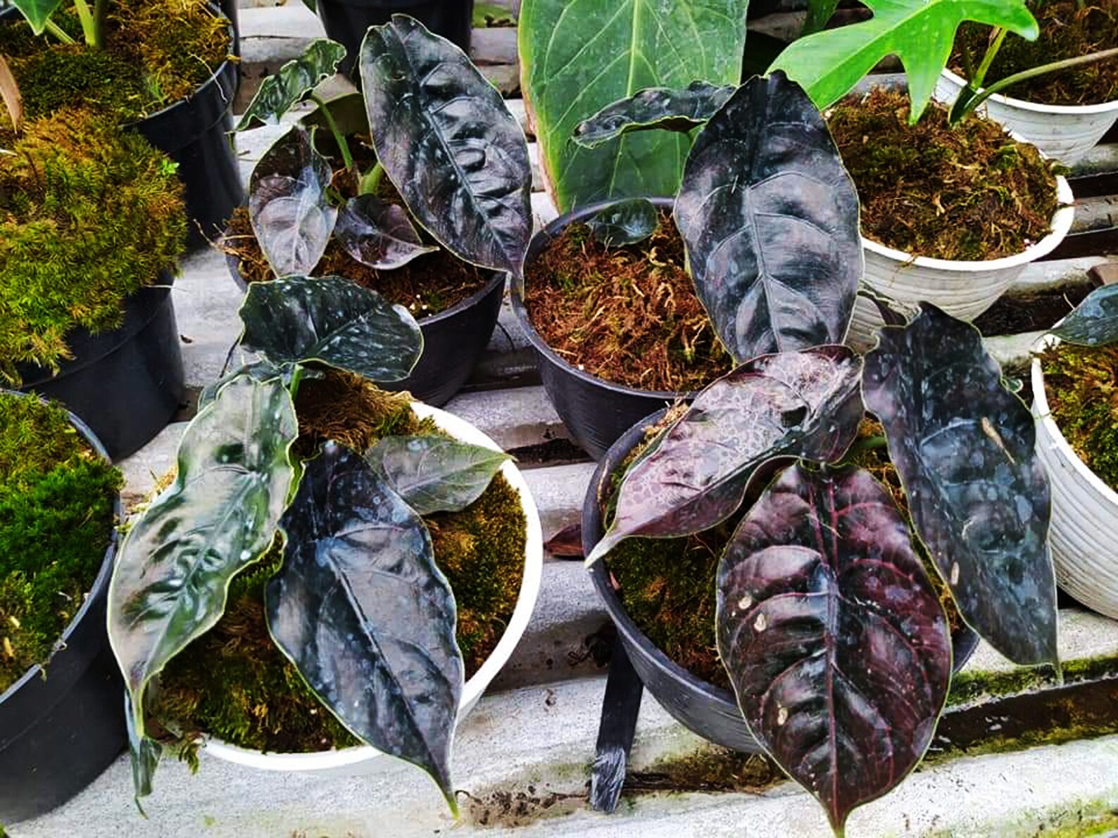 Rare Alocasia Azlanii tropical Exotic plants wholesale