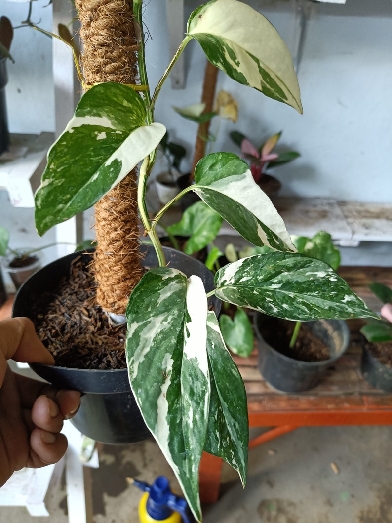 Epipremnum pinnatum albo varigata Rare plants wholesale