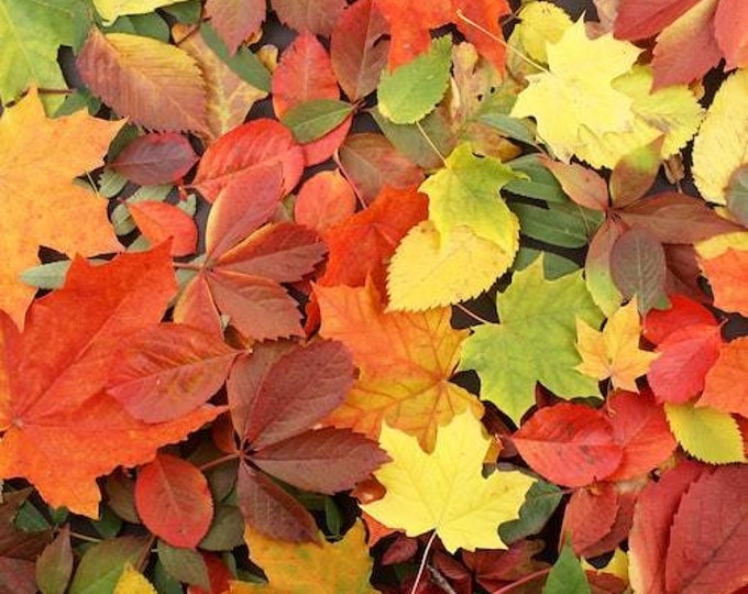 Fall Leaves