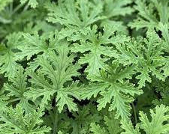 Citronella