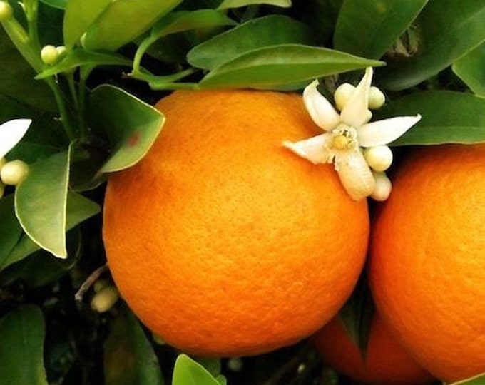 Orange Blossom