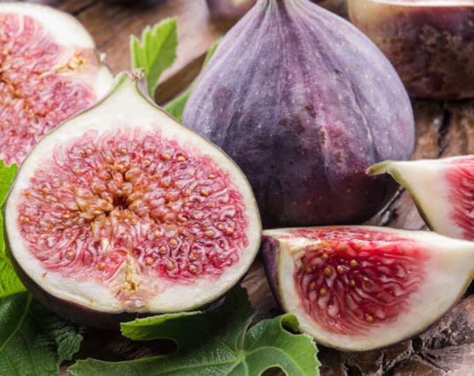 Mediterranean Fig