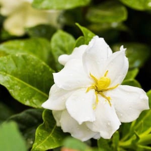 Gardenia