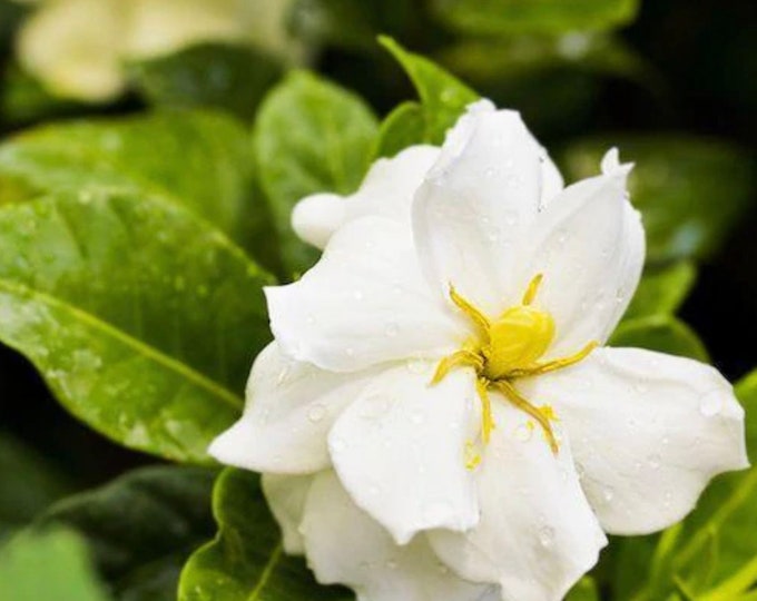 Gardenia