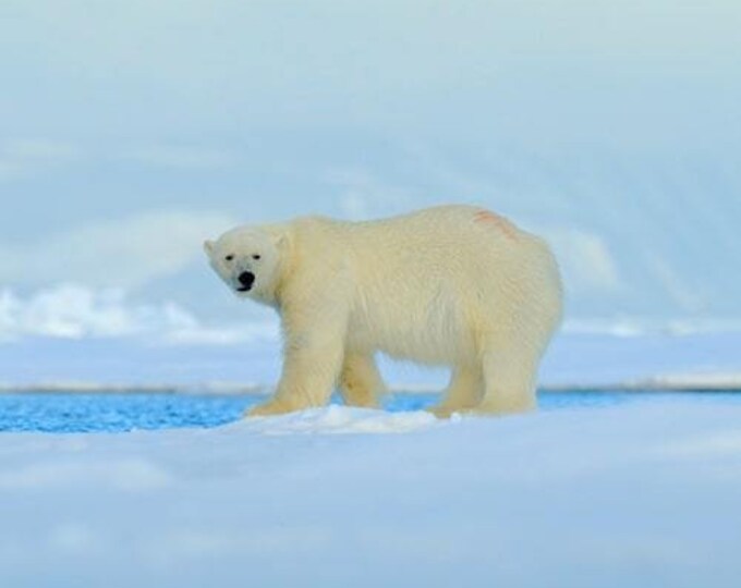 Polar Bear Tracks