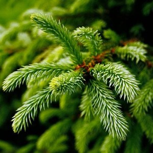 Sapin Fraser