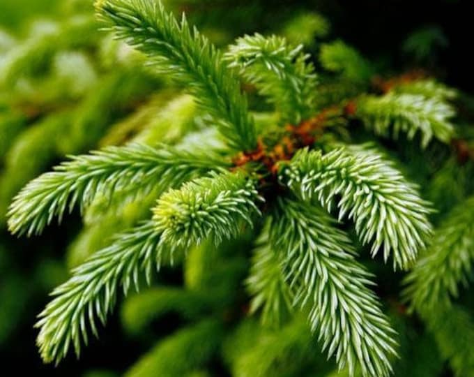 Fraser Fir