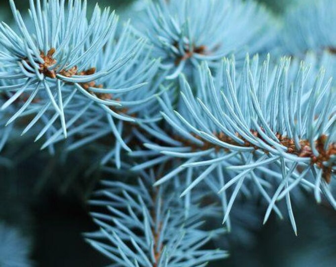 Blue Spruce