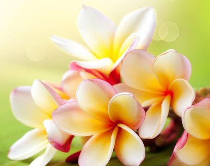 Plumeria