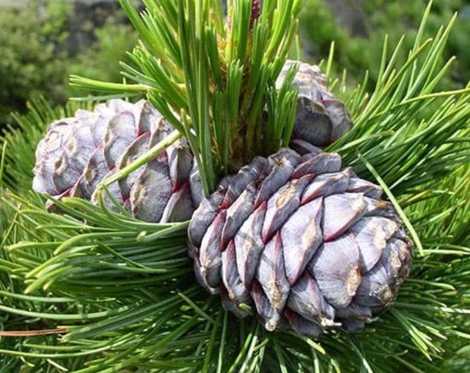 Balsam & Cedar